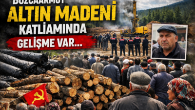Bozcaarmut’ta altın madeni sondajı sonrası yeni gelişme. Kesilen ağaçlar meydanda,