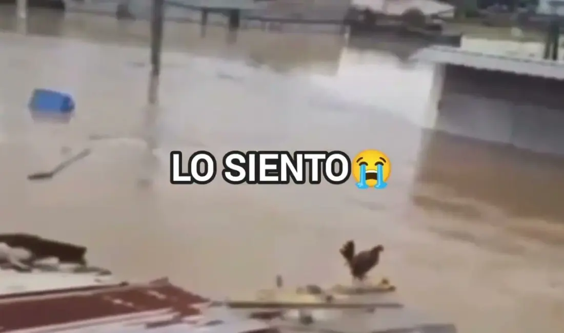 Lo Siento Wilson gerçek mi yapay zeka mı? İşte Horoz Wilson'un gerçek hikayesi... “Lo Siento Wilson” videosu gerçek